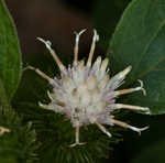 Lesser burdock